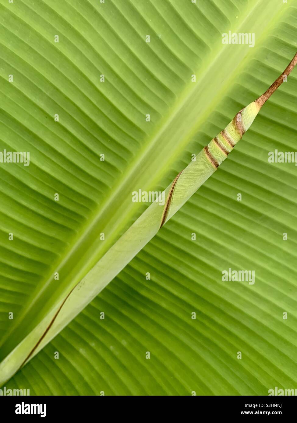 Motifs sur les feuilles de banane plantain Banque D'Images