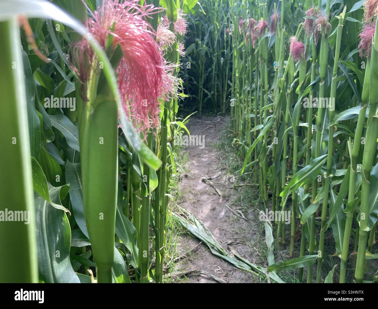 Labyrinthe de cornfield Banque D'Images