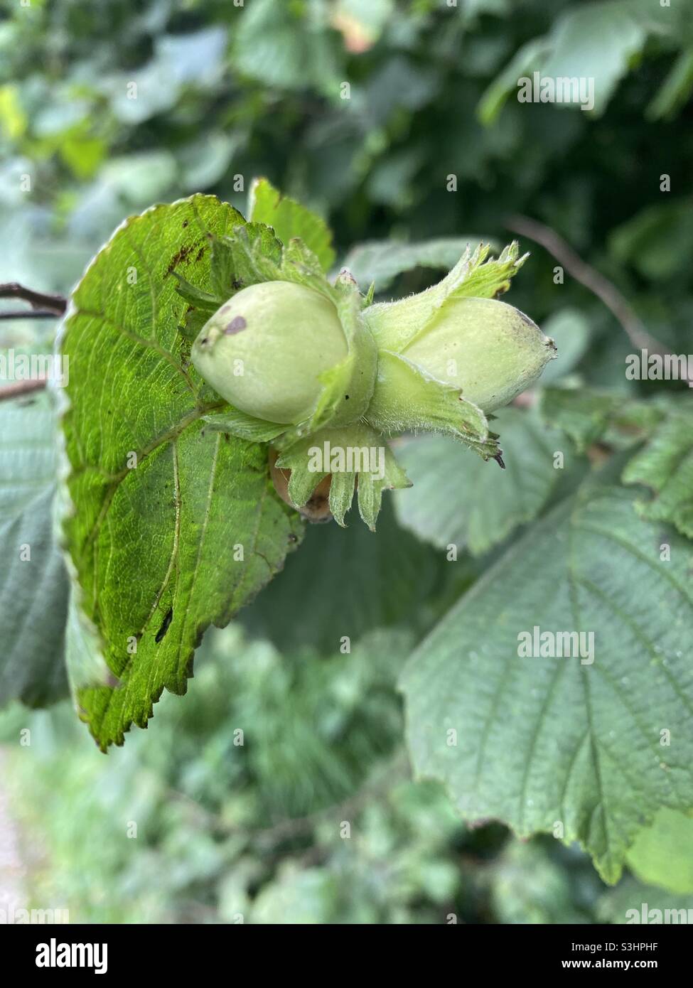 Noix poussant sur un arbre à Rhydargaeau, Carmarthenshire, pays de Galles. Août 2021. - Image de stock capturée avec un smartphone
