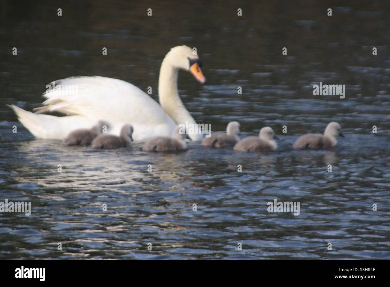 Swan et cygnets Banque D'Images