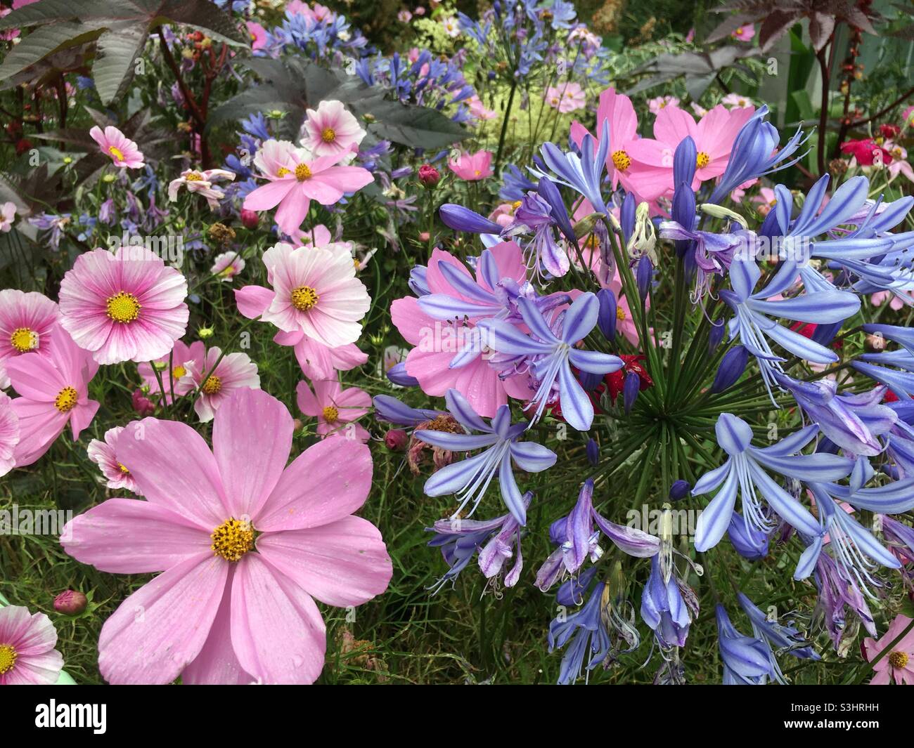 Fleurs, jardin, rose, bleu, couleur, nature, beauté Banque D'Images