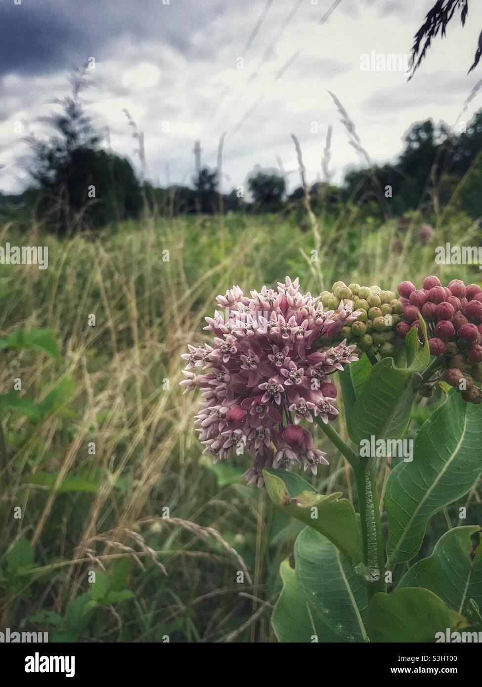 Fleurs de laitaded communes dans le champ de ferme Banque D'Images