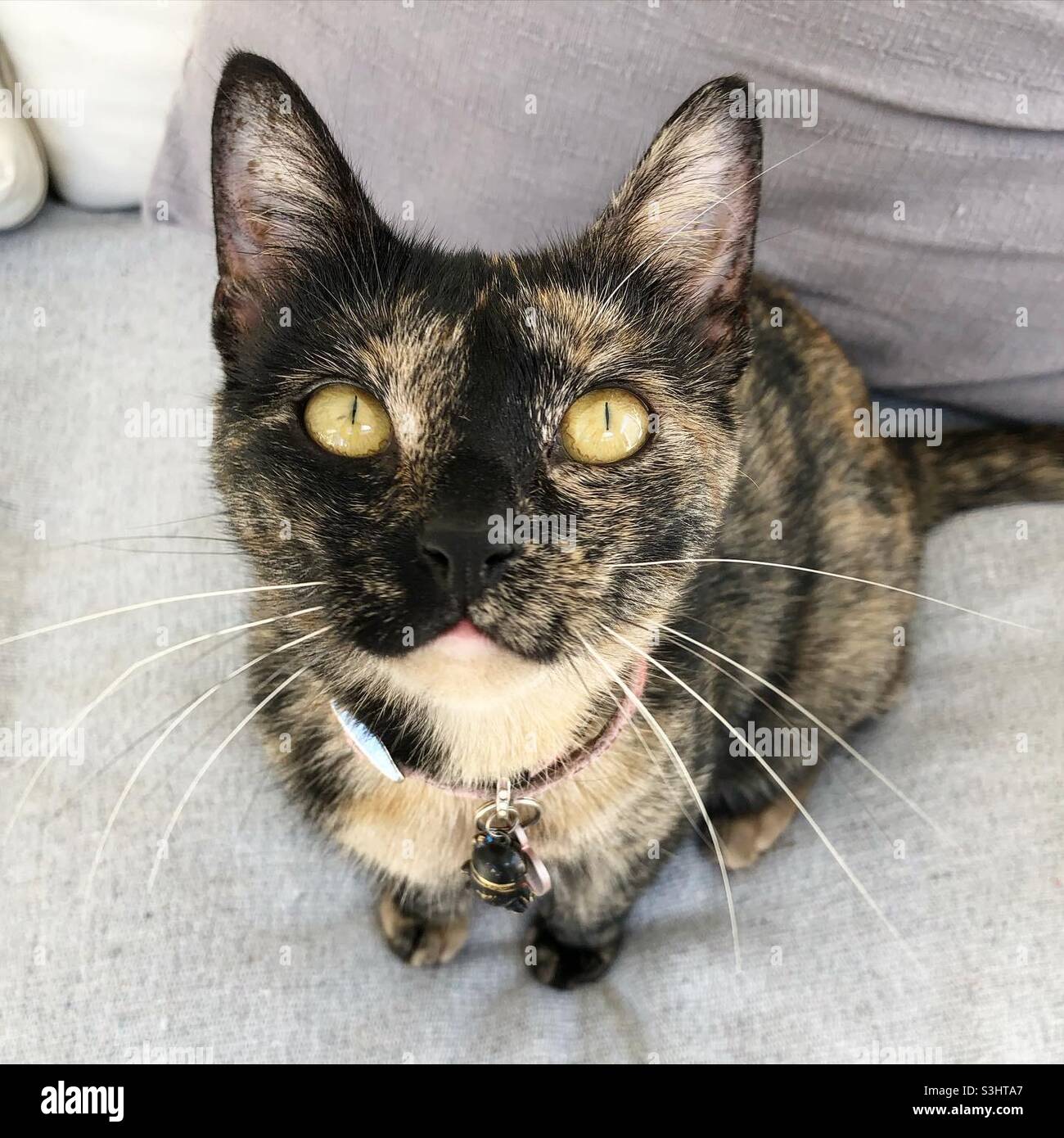 Chat tortoiseshell avec de gros whiskers et des yeux jaunes Banque D'Images