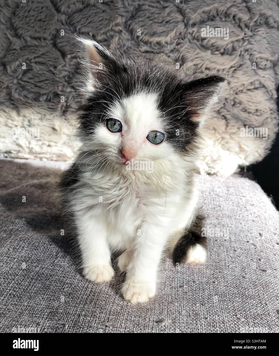 Adorable Chaton Noir Et Blanc Photo Stock Alamy Adorable Chaton Noir Et Blanc Photo Stock Alamy