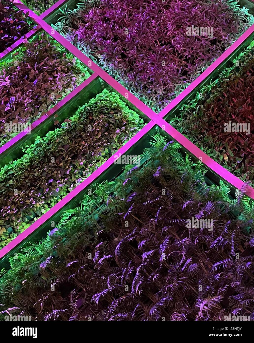 Arrière-plan abstrait du mur de plantes éclairé au néon Banque D'Images