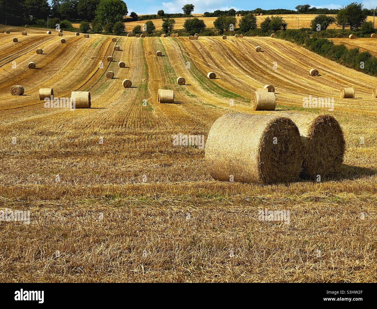 Bottes de foin dans un champ Banque D'Images