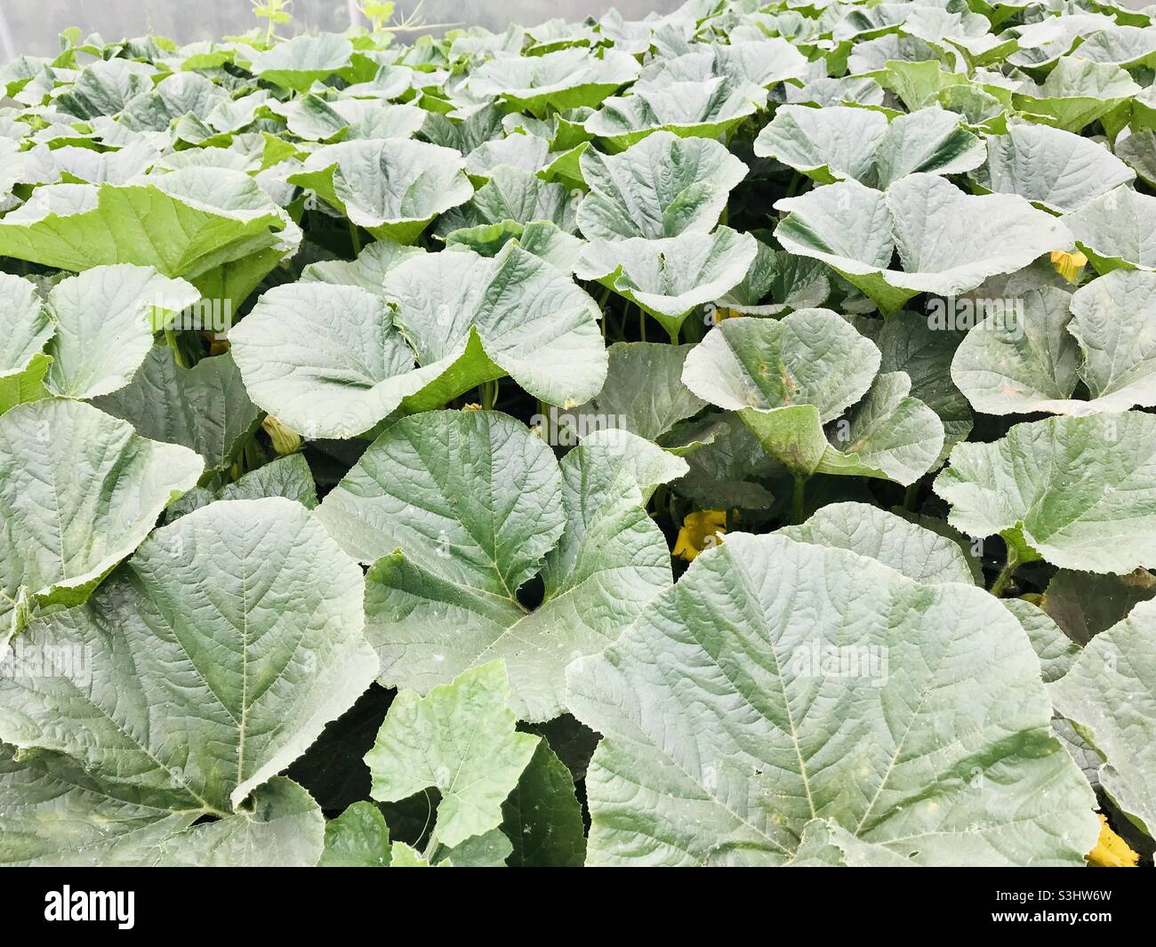 Feuilles de courge Photo Stock - Alamy