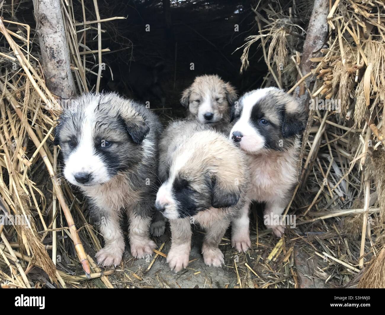 Petit chien après la pluie Banque D'Images