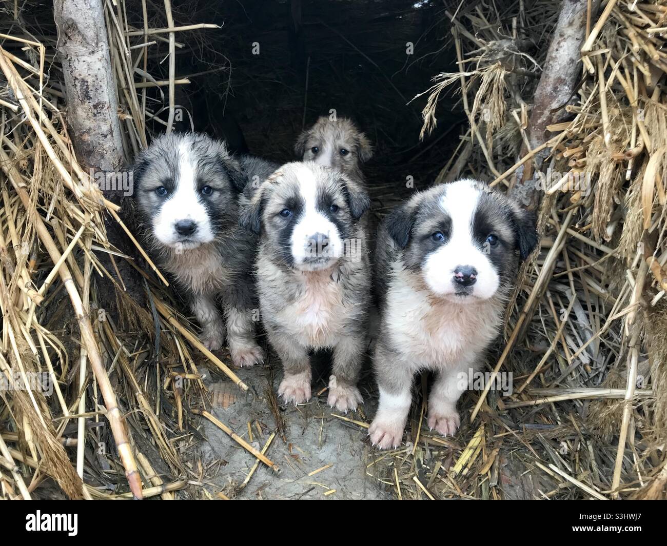 Petits chiens mignons Banque D'Images