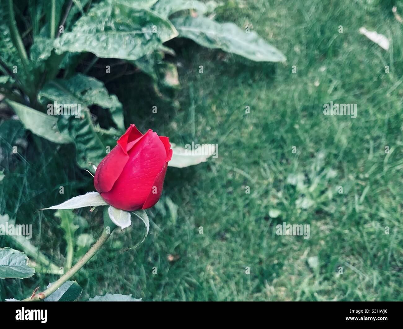 Rose rouge sur fond vert - Image de stock capturée avec un smartphone