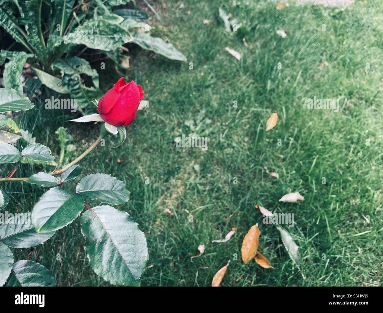 Rose rouge sur fond vert - Image de stock capturée avec un smartphone