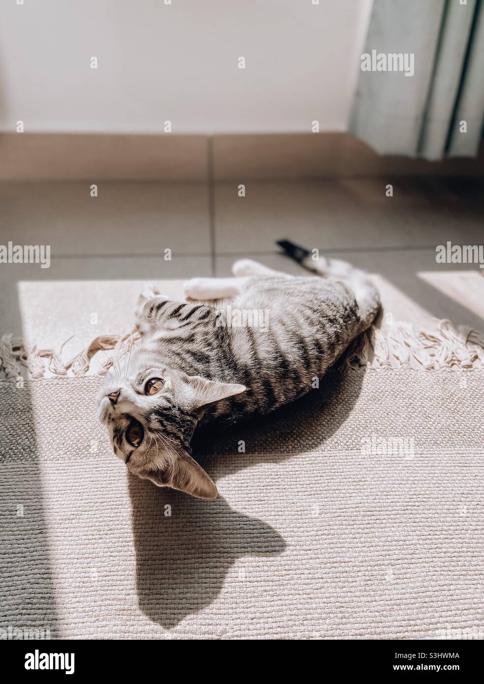 Chat couché sur un tapis au soleil créant une ombre Banque D'Images