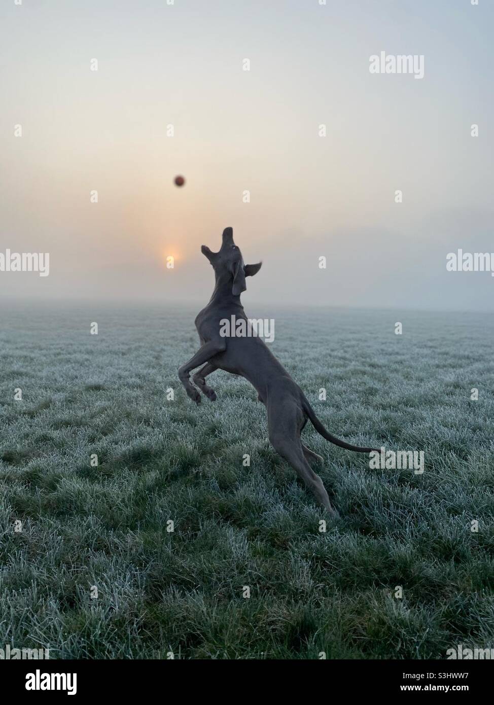Sautant Weimaraner dans la brume Banque D'Images