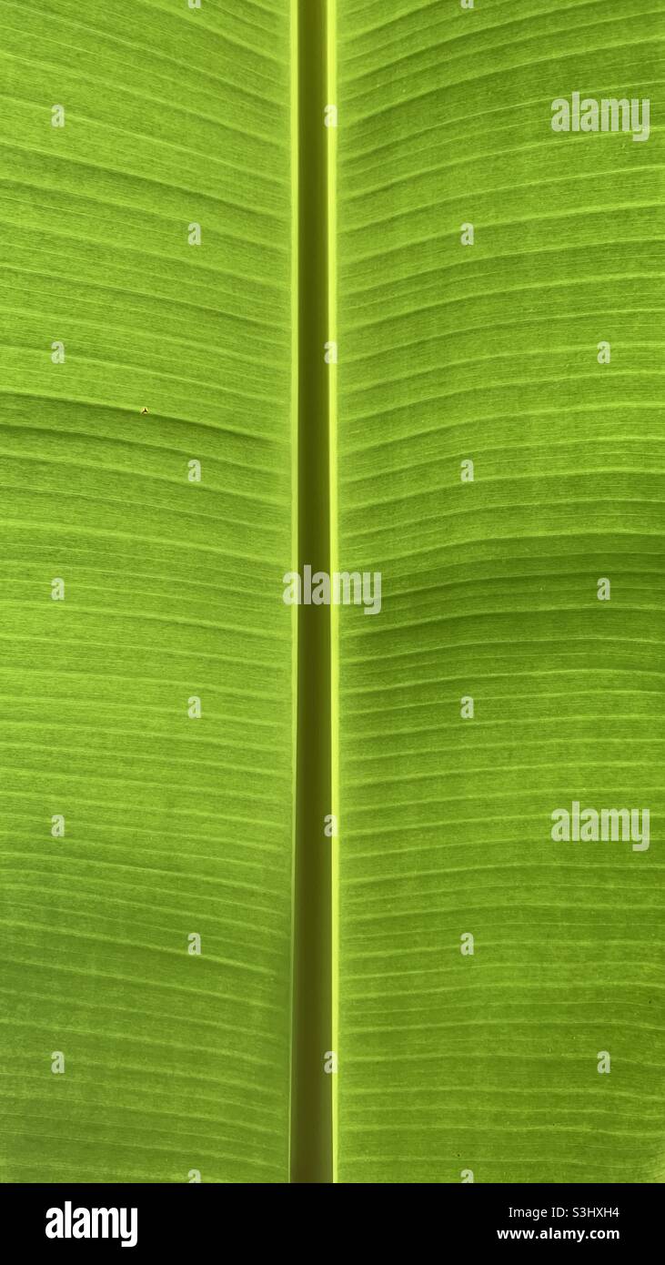 Plantain de feuilles sous la lumière du soleil du soir Banque D'Images