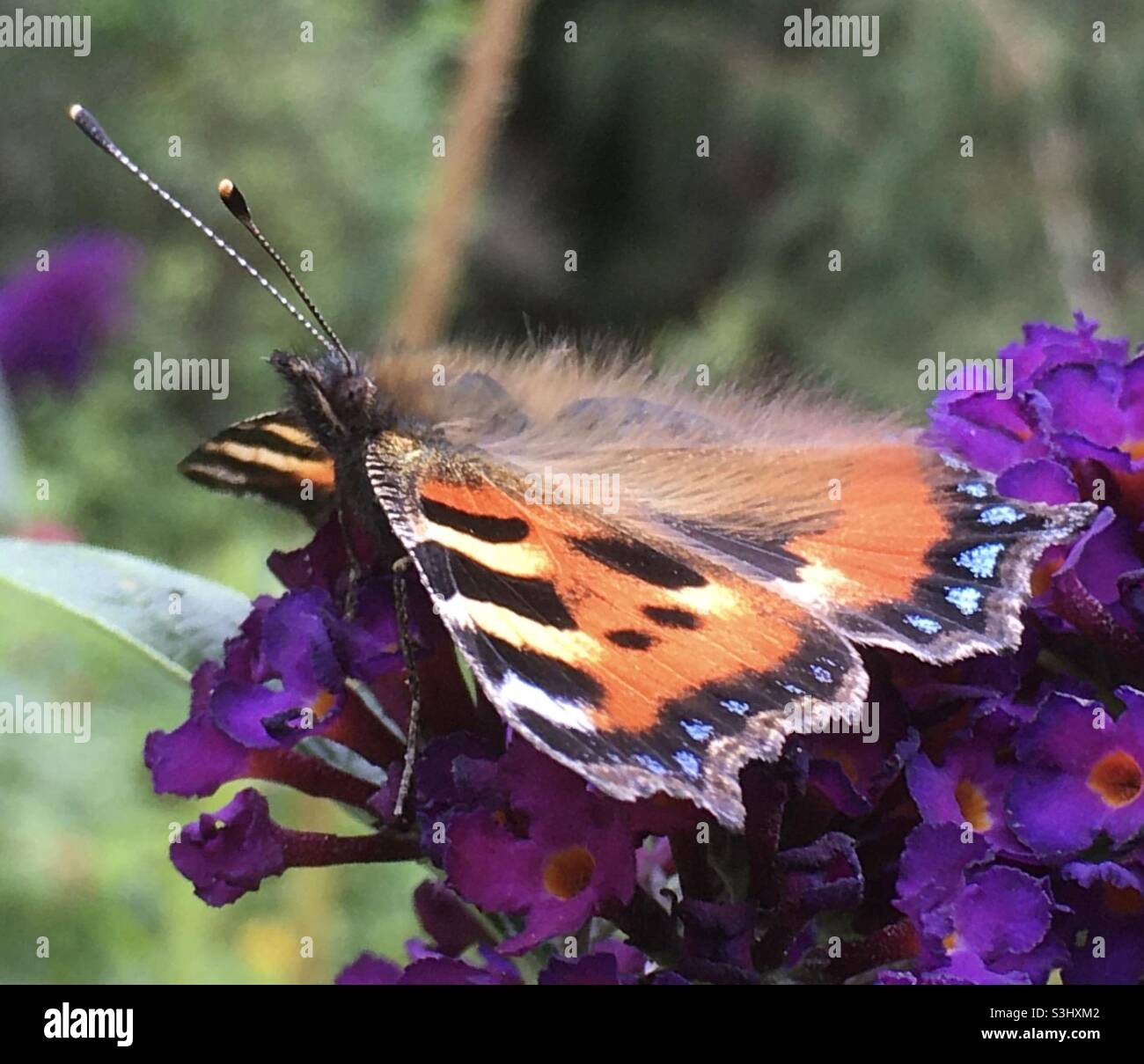 Papillon, fleur pourpre, nature - Image de stock capturée avec un smartphone