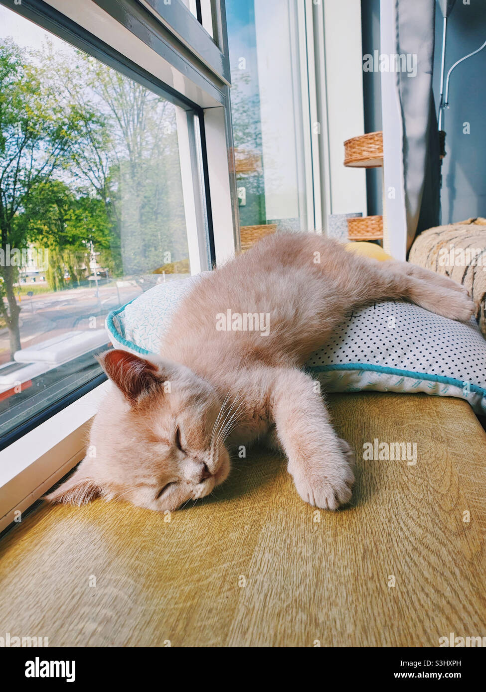 Gros plan d'un petit chat de shorthair britannique crémeux qui se couche sur le rebord d'une fenêtre ensoleillée Banque D'Images