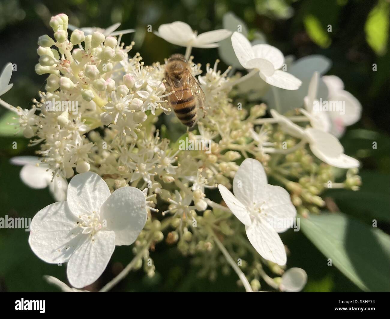 Abeille sur fleur blanche Banque D'Images