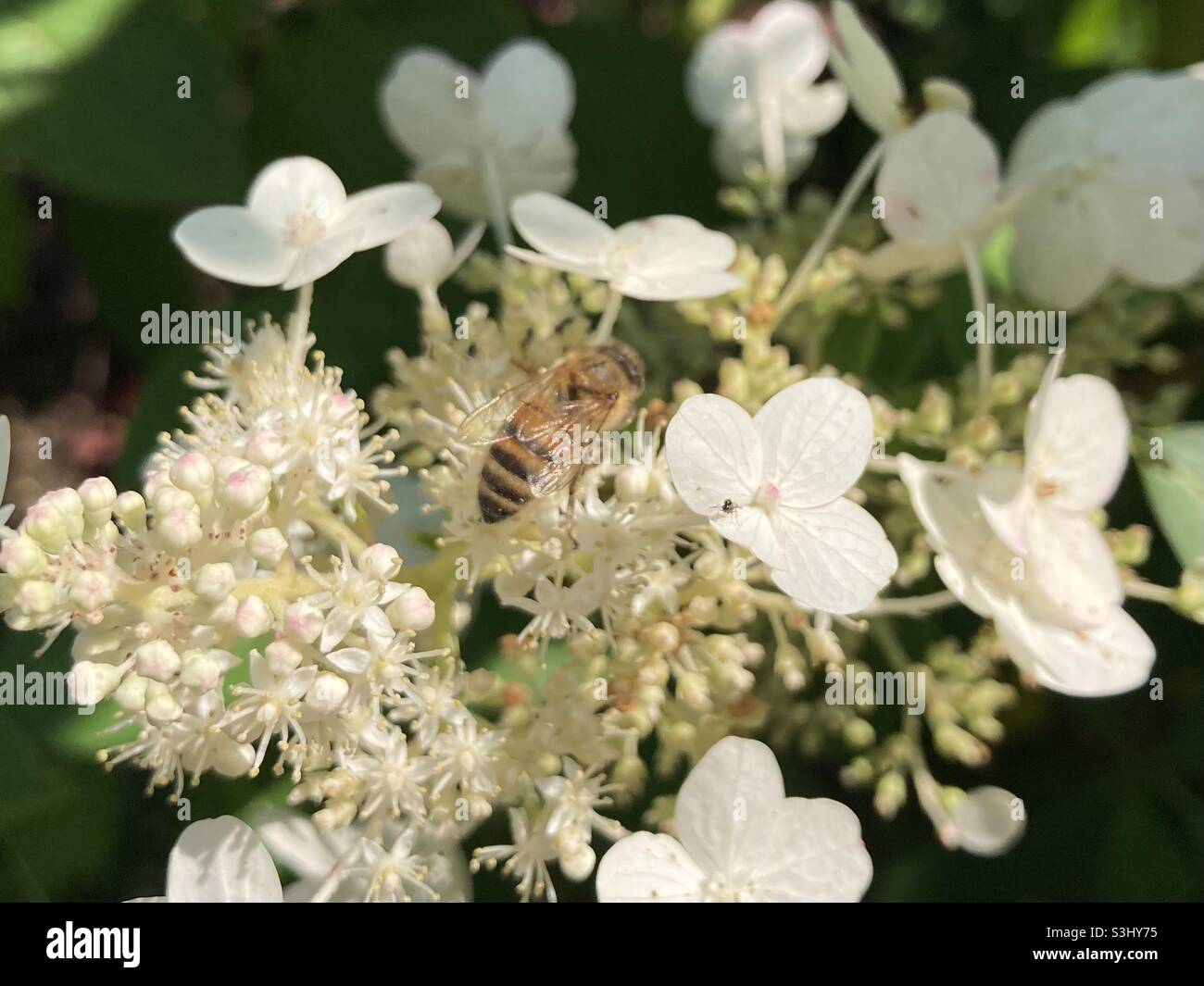 Abeille sur fleur blanche Banque D'Images