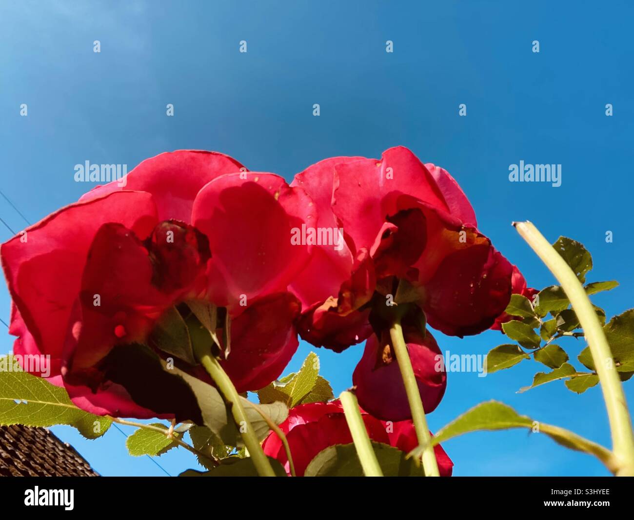 Roses rouges - Image de stock capturée avec un smartphone