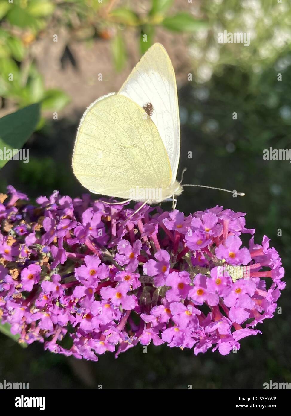 Chou blanc papillon sur fleur pourpre - Image de stock capturée avec un smartphone