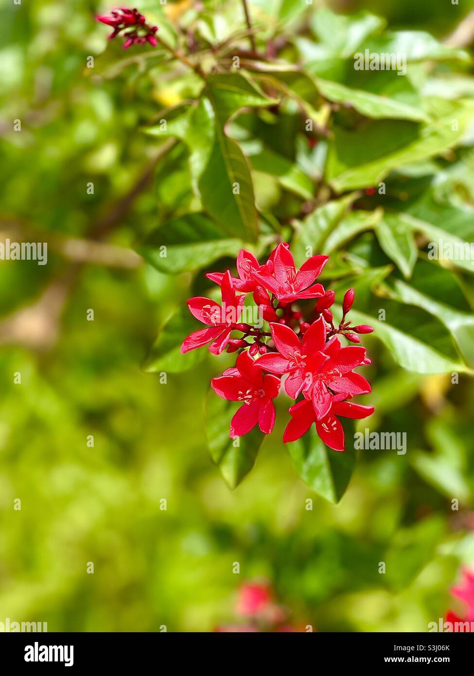 Belle fleur rouge🌺 Banque D'Images