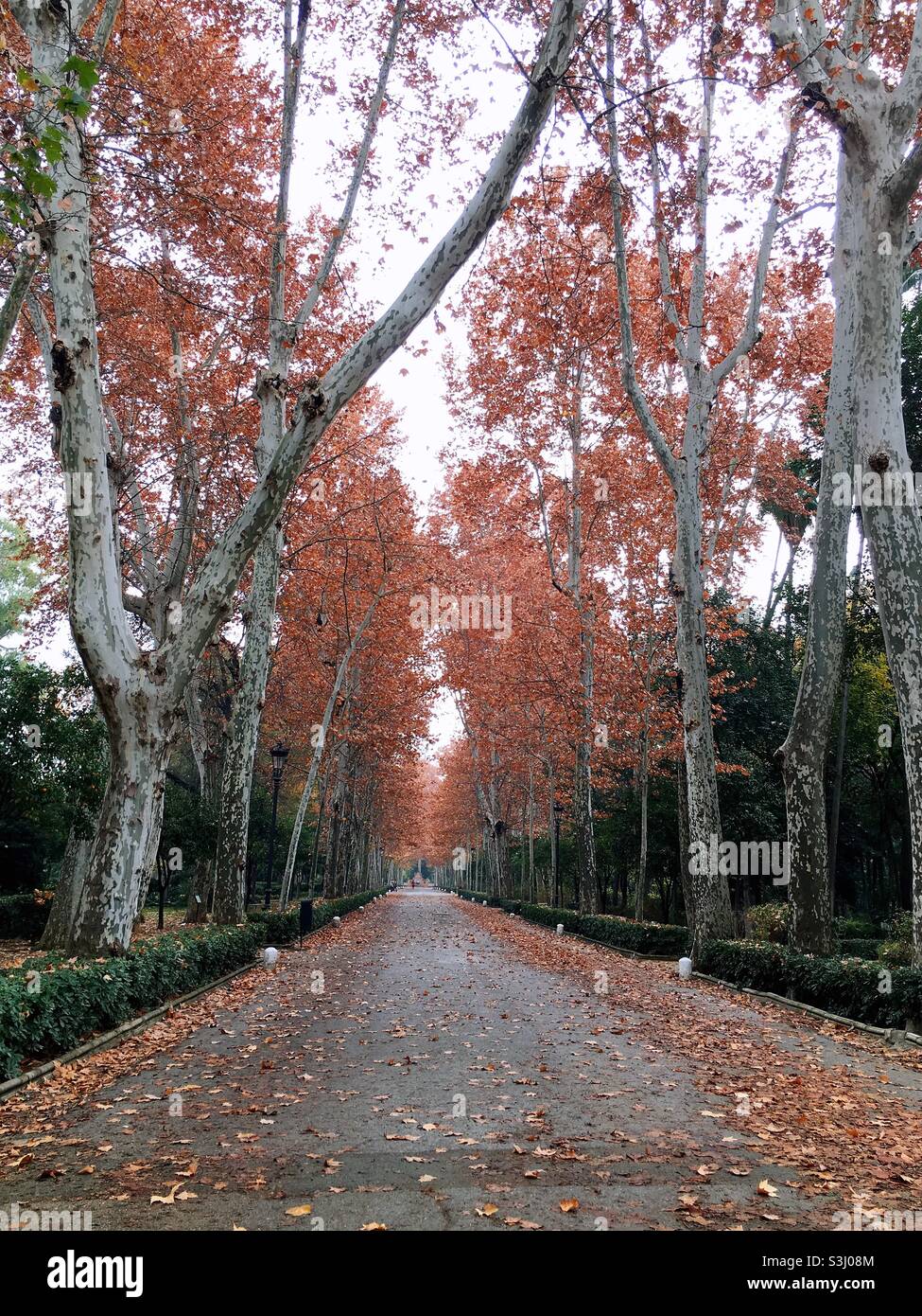 Beauté de la nature à Séville, Espagne Banque D'Images