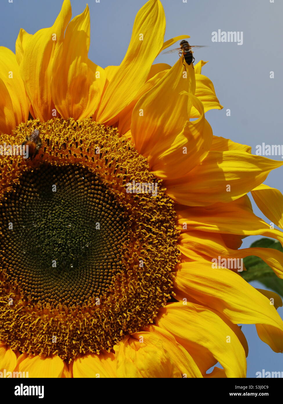 Tournesol russe géant en fleur - Image de stock capturée avec un smartphone