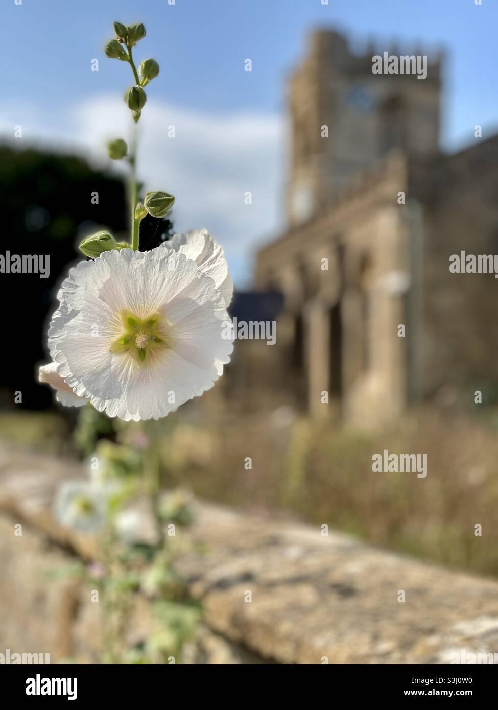 Hollyhock grandit près du mur de l'église, Haselbury Plucknet, South Somerset Banque D'Images