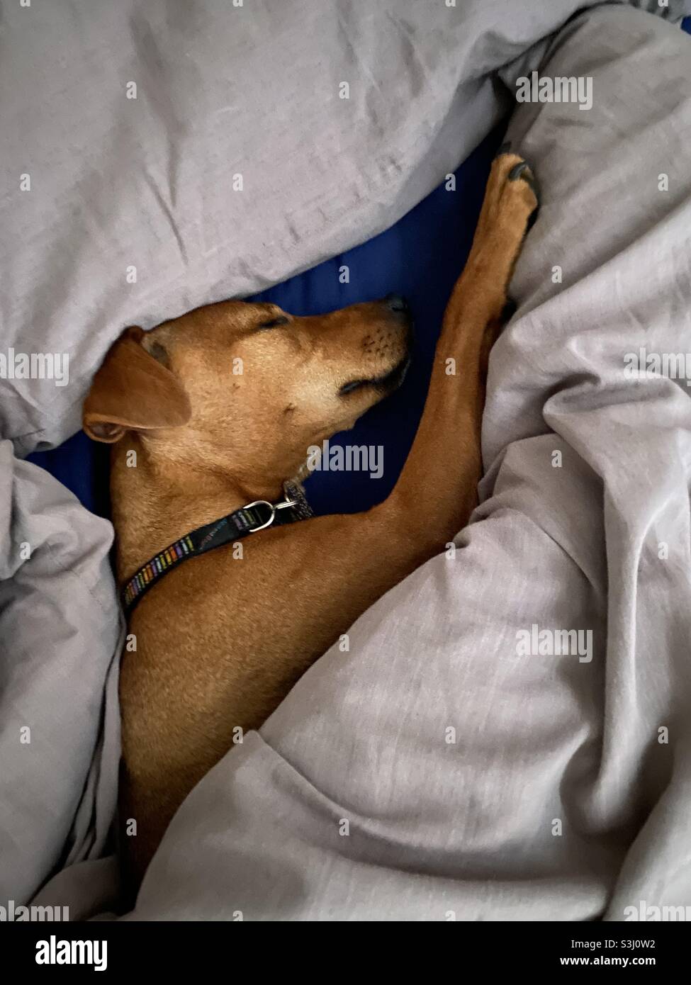 Petit chien marron dormant sous la couette dans un lit Photo Stock - Alamy