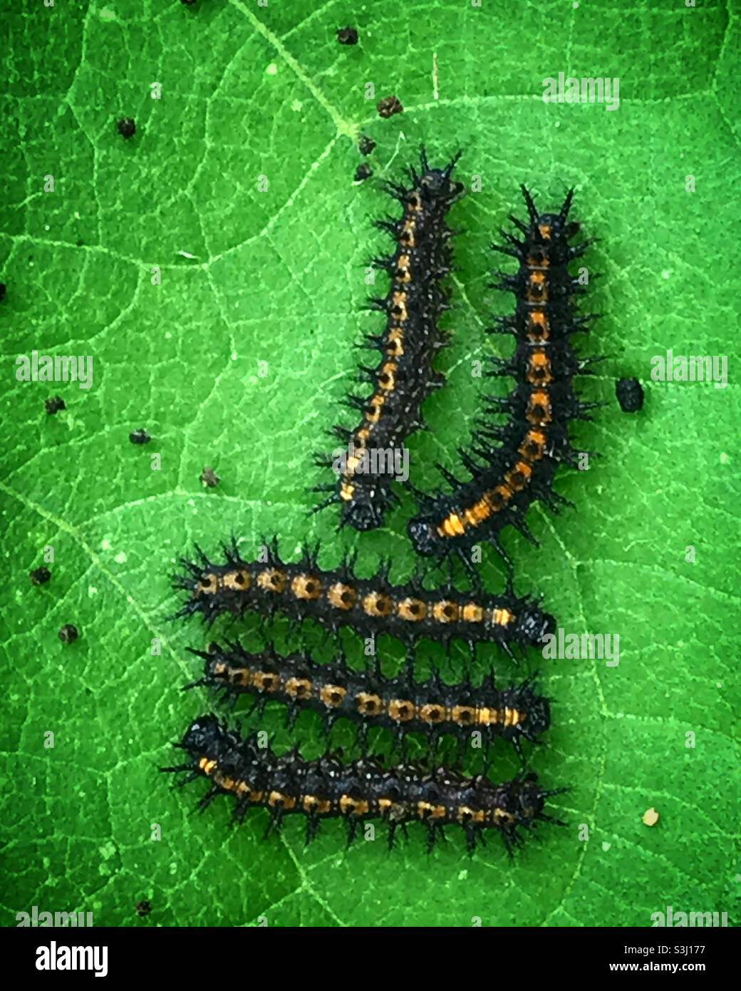 Cinq chenilles perchent sur une feuille verte dans une forêt au Mexique - Image de stock capturée avec un smartphone Cinq chenilles perchent sur une feuille verte dans une forêt au Mexique - Image de stock capturée avec un smartphone