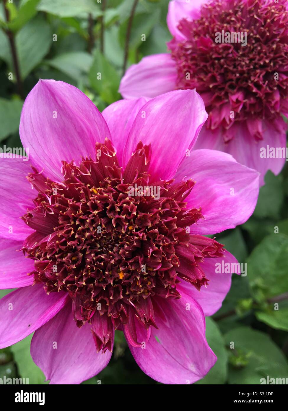 Blue Bayou Dahlia - Image de stock capturée avec un smartphone