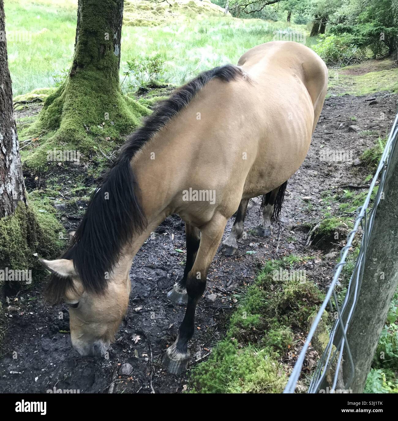 Beau cheval manger dans les champs Banque D'Images