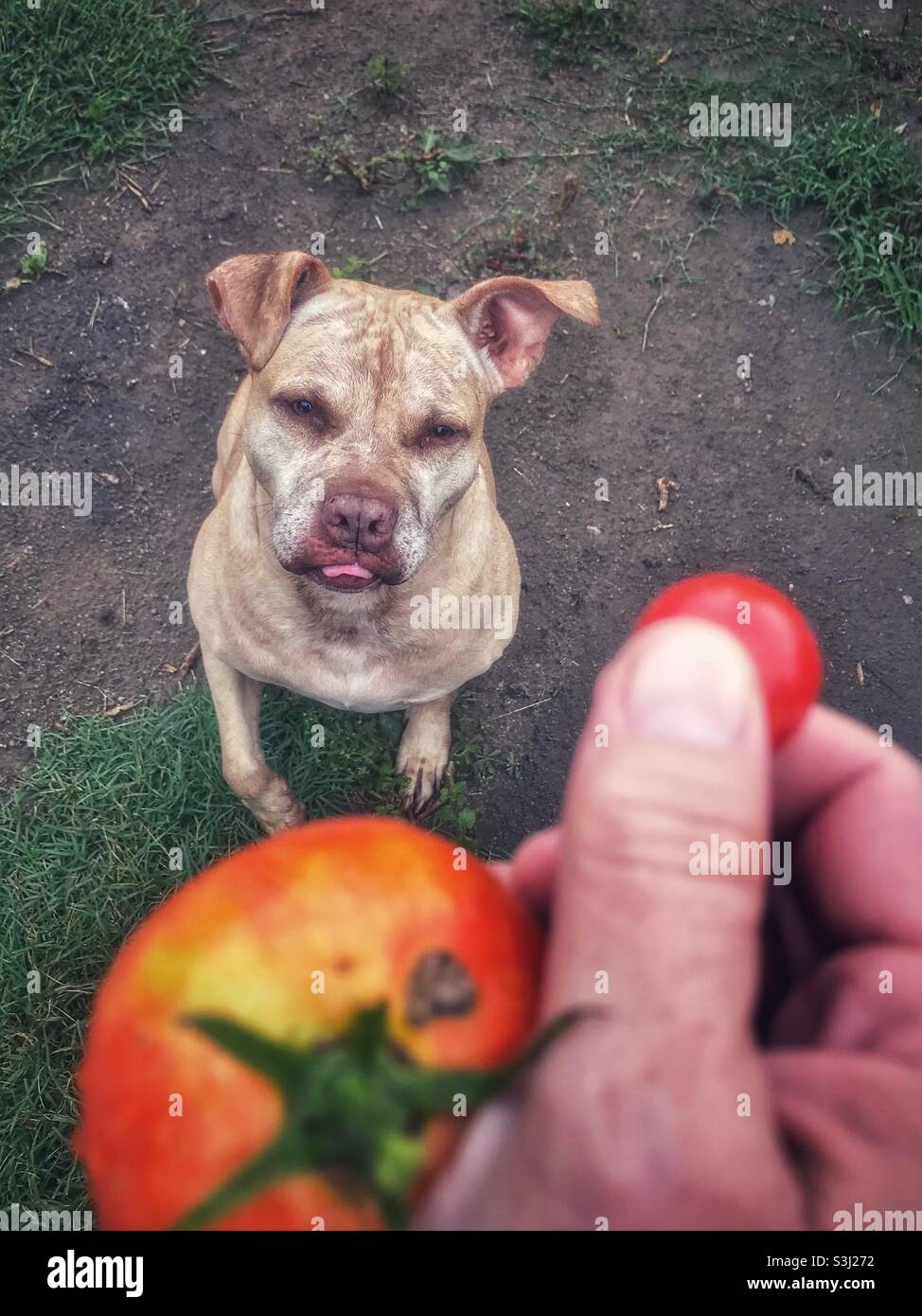Le pit Bull est sceptique au sujet du traitement de la tomate Banque D'Images