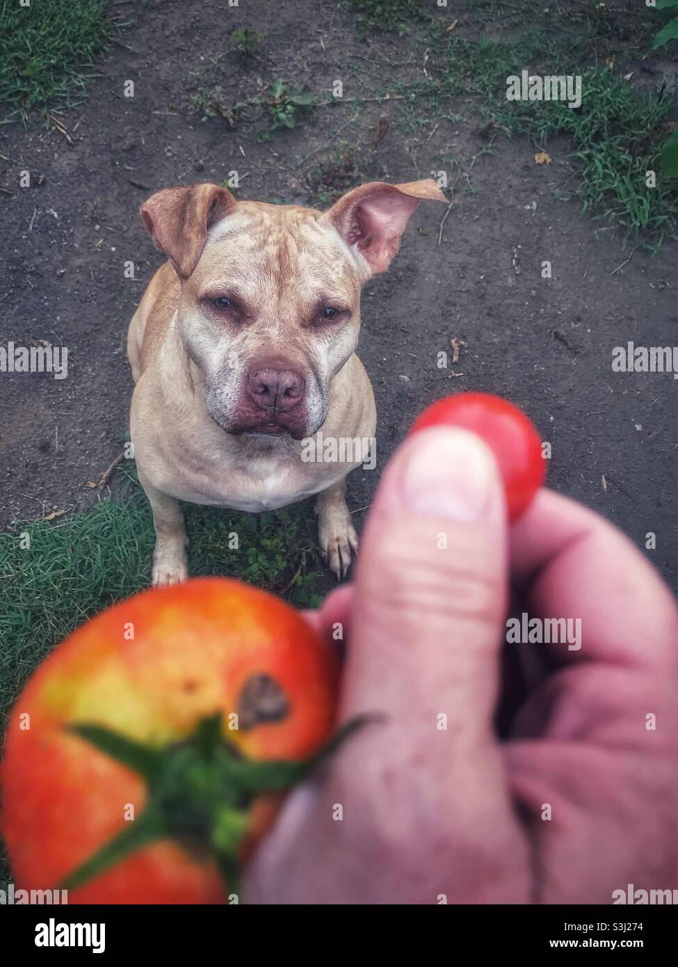 Pit Bull considérant l'offre de tomates Banque D'Images
