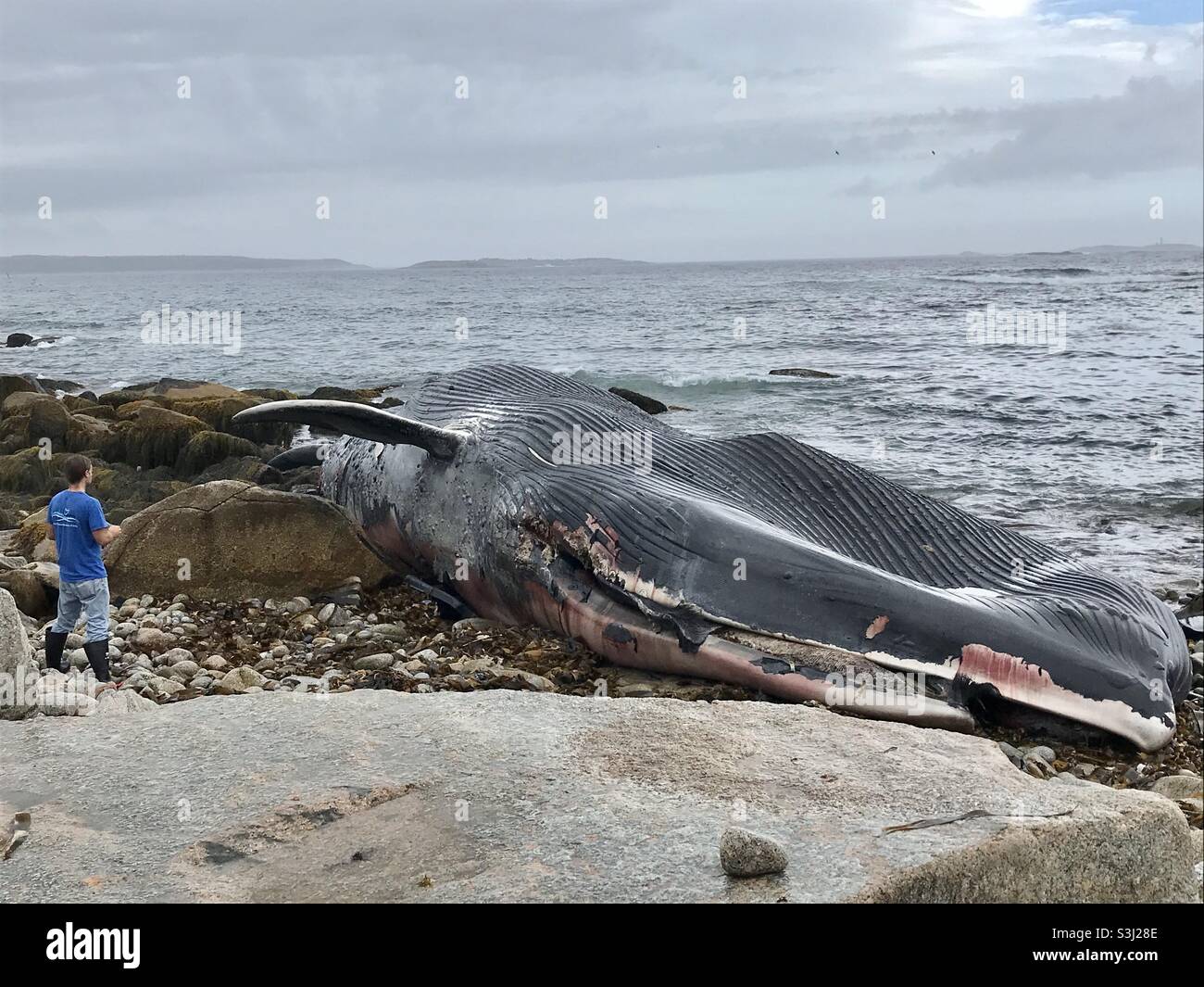 Actualités en direct. Une baleine bleue de 30 mètres, morte, s'est entorée sur les rochers, Halifax, Canada, septembre 2021 Banque D'Images