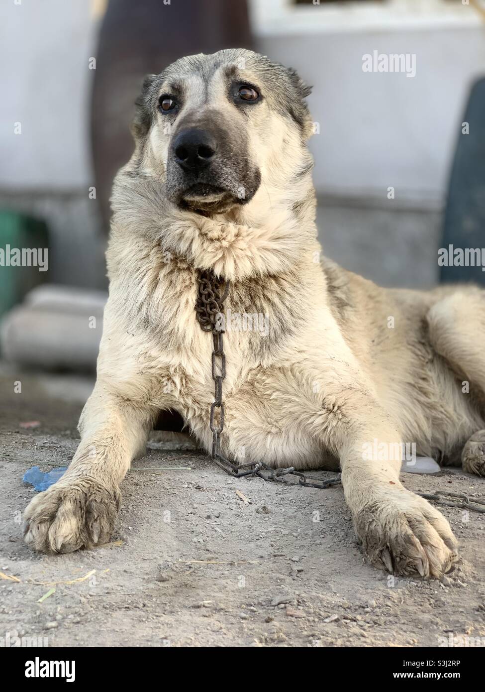 Chien en colère - Christoph Banque D'Images