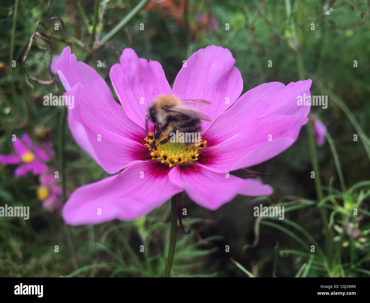 Abeille, fleur, cosmos, jaune, rose, jardin, nature, beauté, joie Banque D'Images