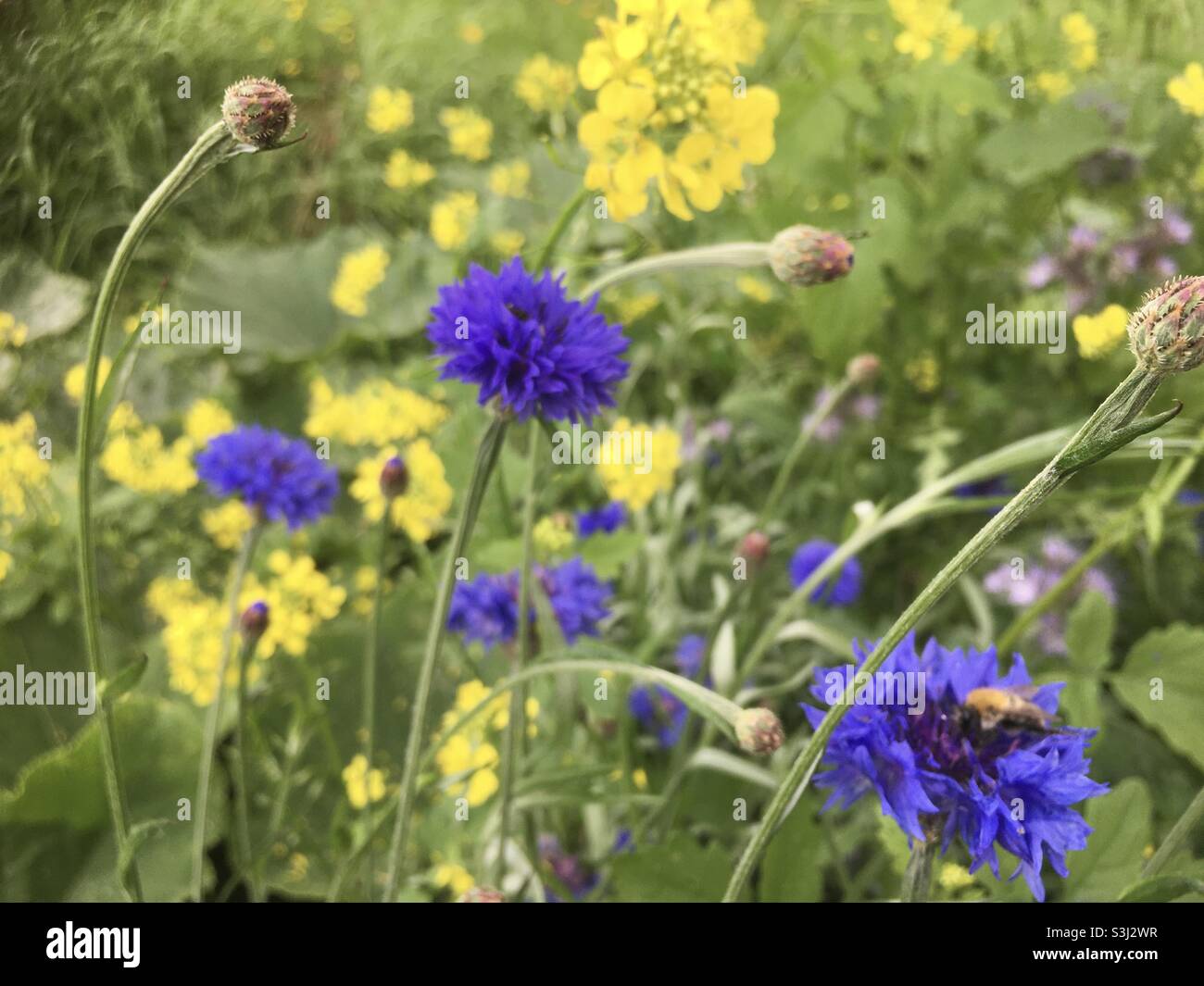 Champ de fleurs sauvages, fleurs sauvages, fleurs de maïs, jaune, bleu, vert, nature, beauté, simplicité Banque D'Images