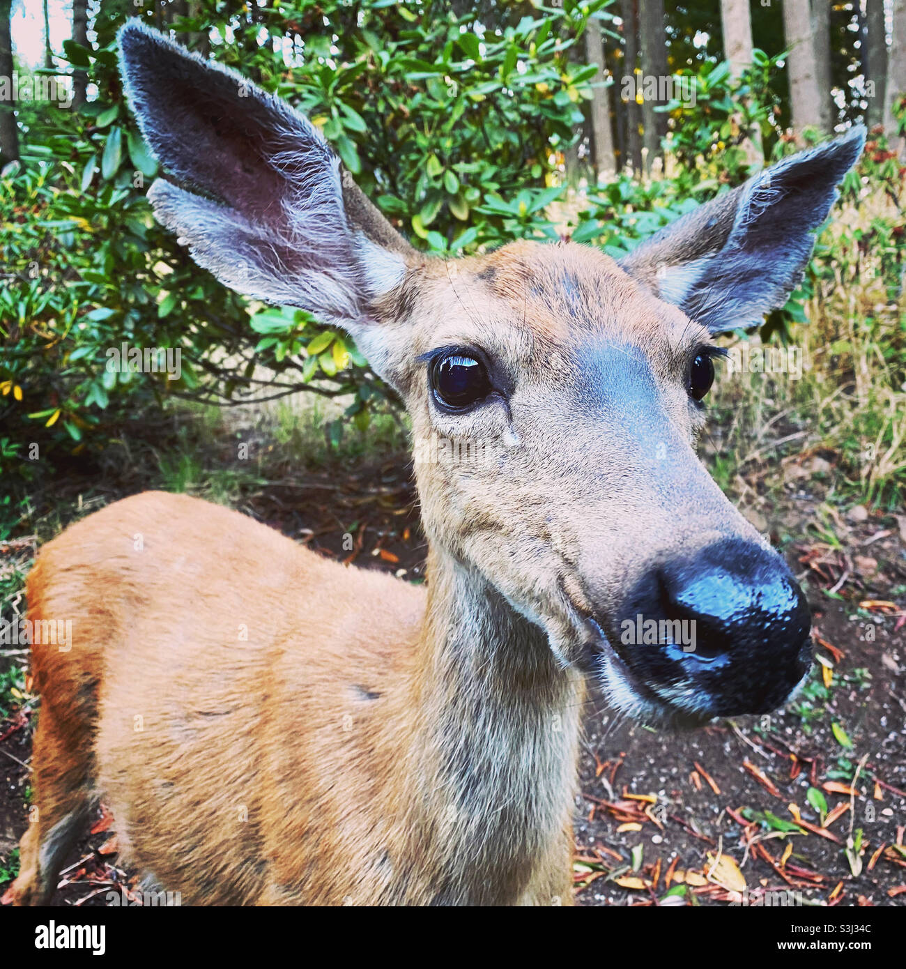 Close up d'un cerf. Banque D'Images