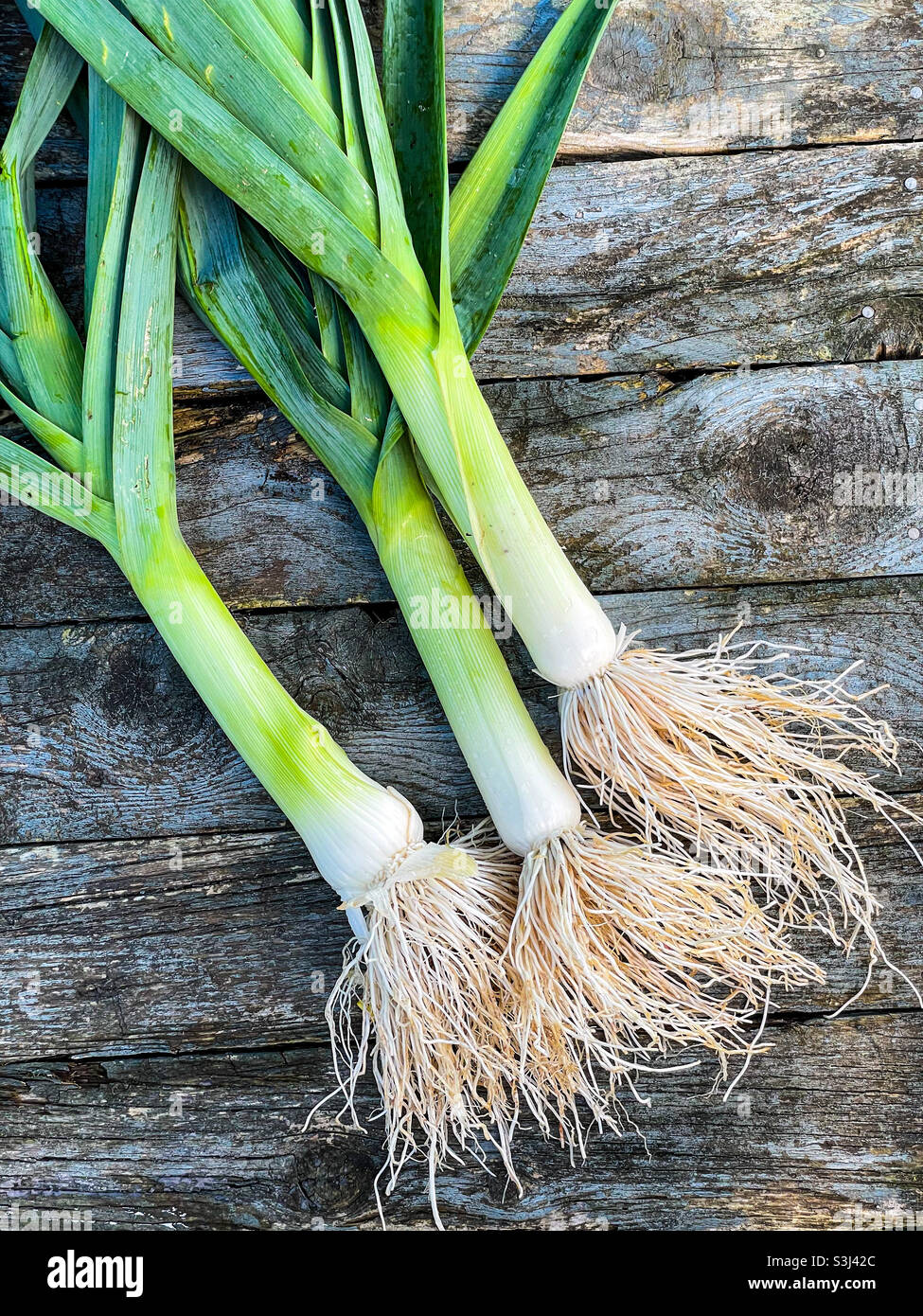 Trois plantes de poireaux fraîchement creusées. Banque D'Images