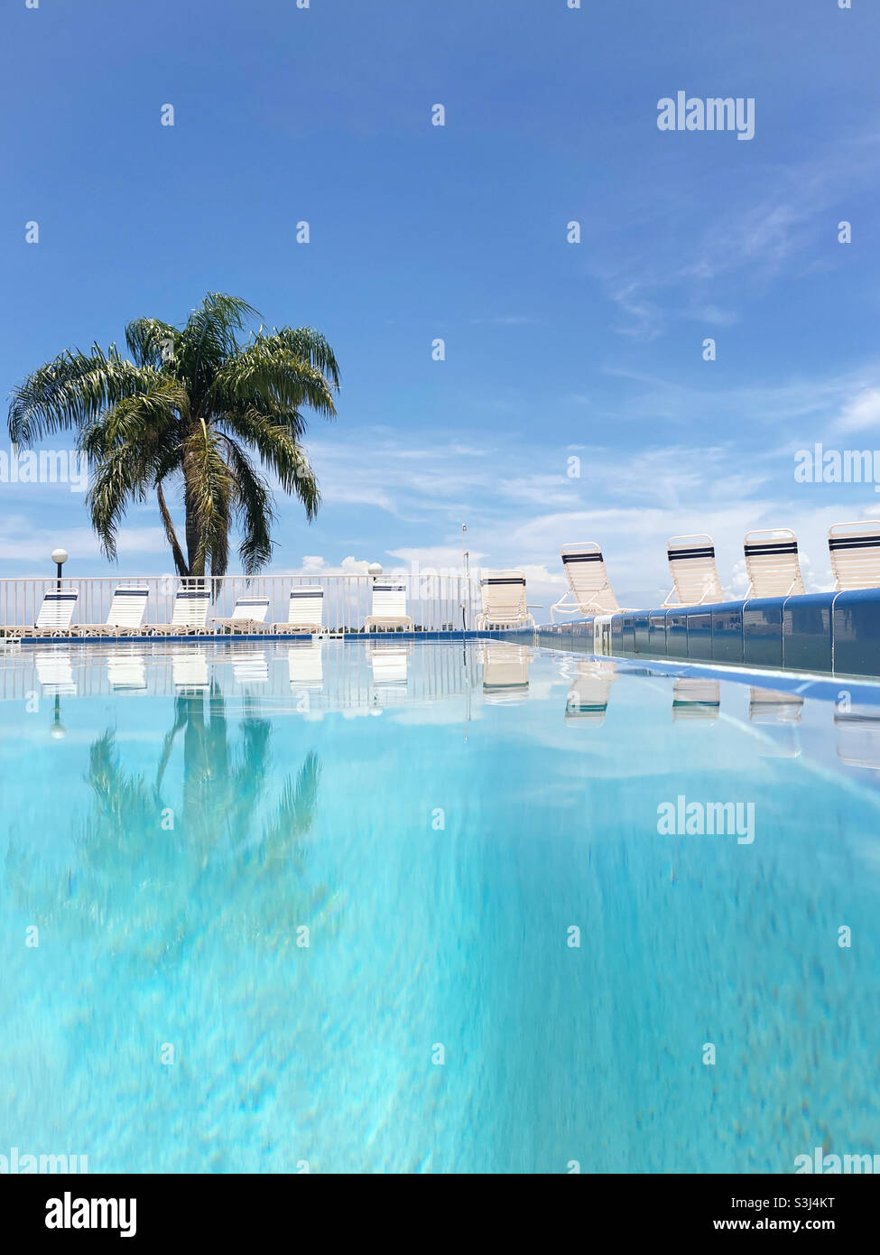 Réflexion de palmiers dans la piscine Banque D'Images