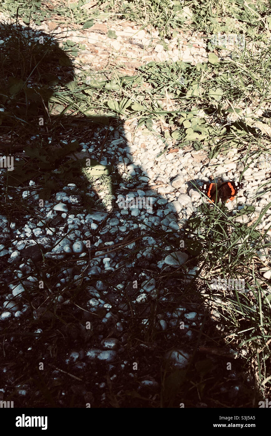 Ombre d'un garçon photographiant un papillon Vanessa atalanta dans la nature Banque D'Images