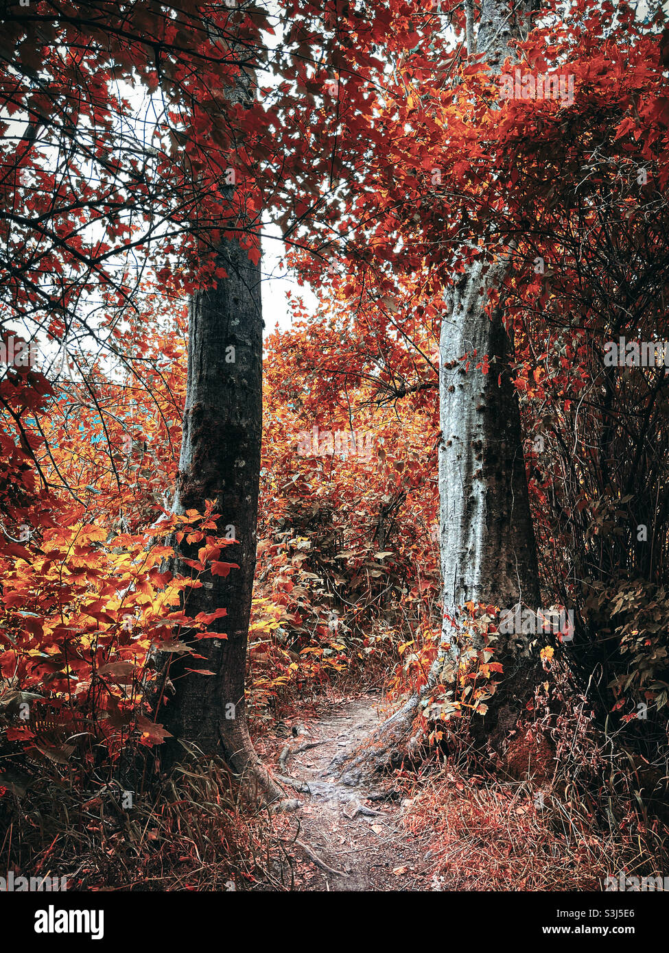Voie de l’automne Banque D'Images