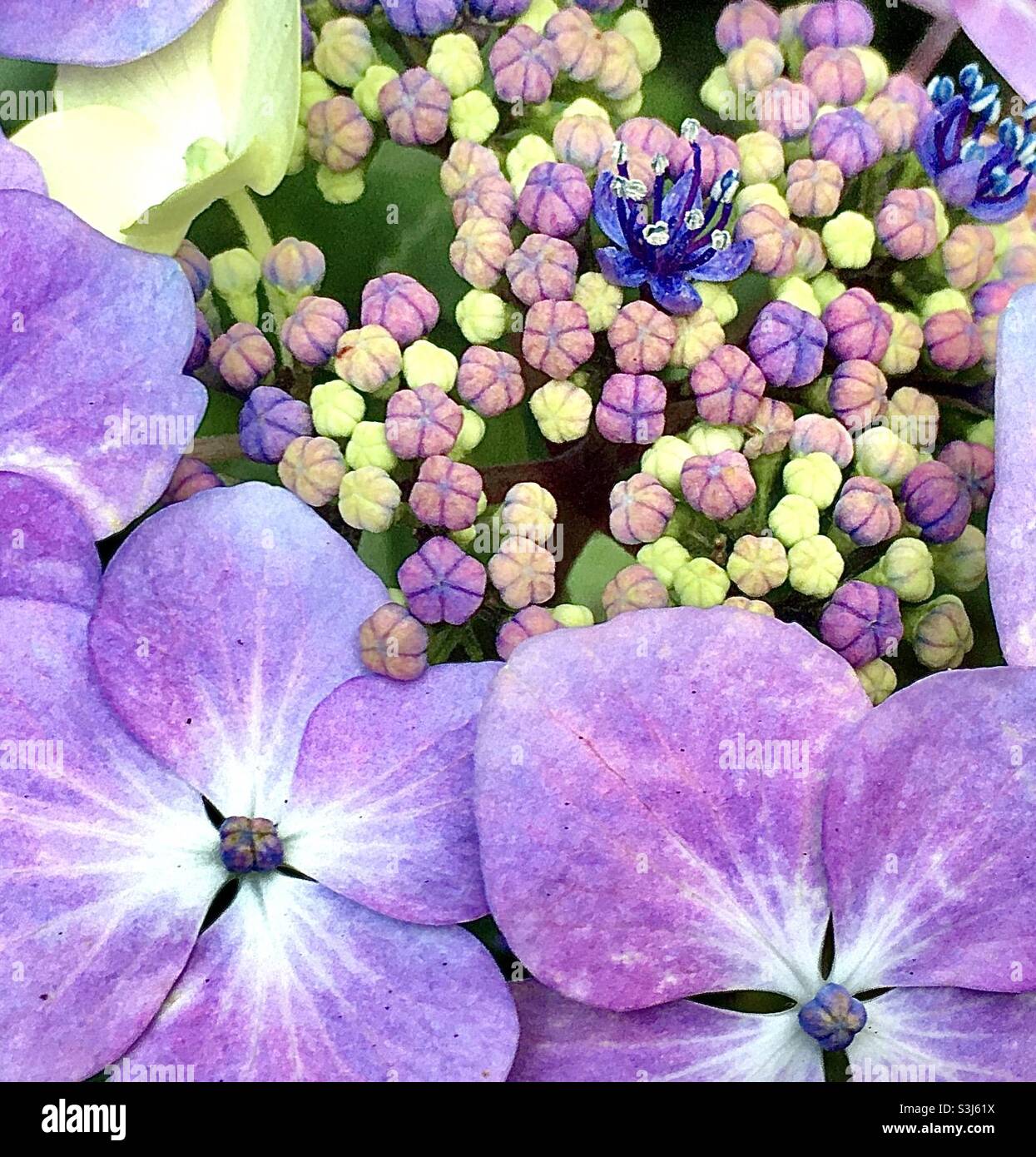 Hortensia, fleur, nature, violet, rose, jardin, beauté Banque D'Images