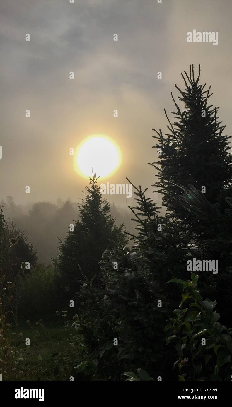 Le soleil se lève derrière les cèdres dans le brouillard anglais.Lever de soleil inquiétant.Les cèdres en pleine ascension.Brouillard occultant le soleil du matin. - Image de stock capturée avec un smartphone