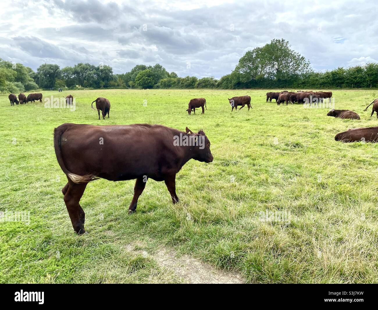 Vaches rouges qui paissent Banque de photographies et d’images à haute ...