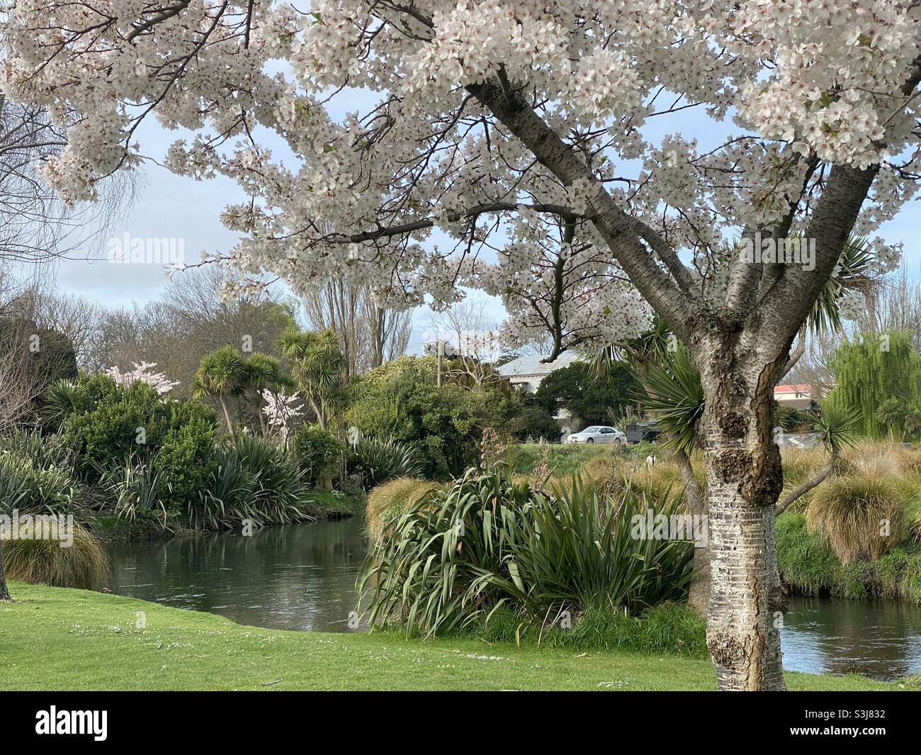 Printemps le long de la rivière Avon, Christchurch, Nouvelle-Zélande Banque D'Images