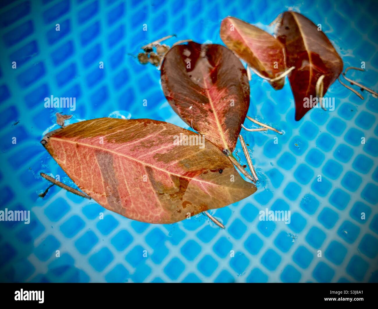 Feuilles rouges dans une piscine bleue Banque D'Images