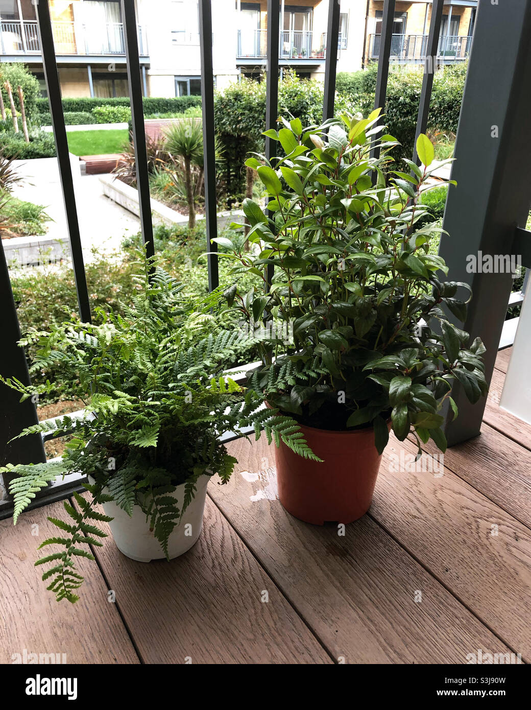 Deux plantes sur un balcon, une est une fougère, une est un zéblide. Vous pouvez voir le jardin intérieur par le balcon. Banque D'Images