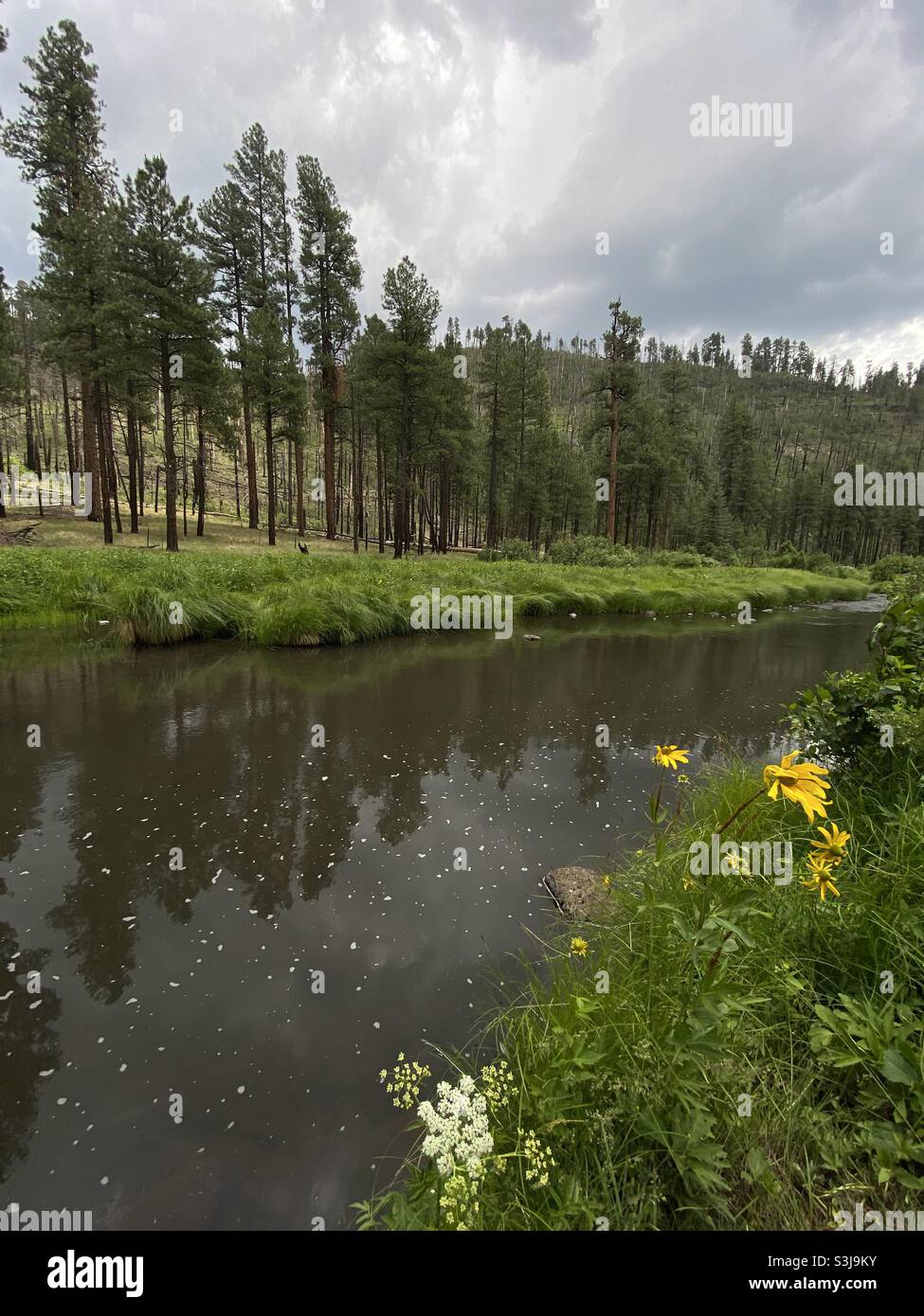 East Fork of the Black River, forêt nationale Apache Sitgreaves, Arizona, États-Unis. - Image de stock capturée avec un smartphone